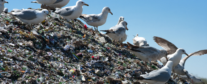 Waste Waste